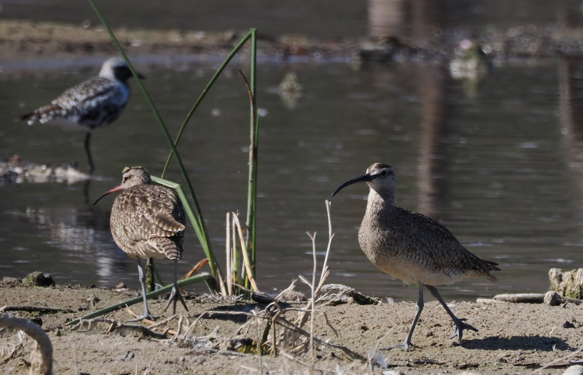 Hudsonbrachvogel - ML641165097