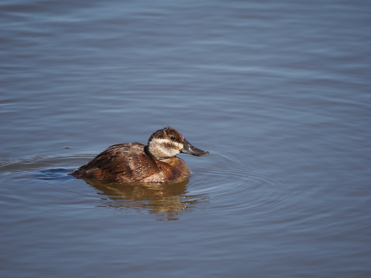 Schwarzkopf-Ruderente - ML641165109