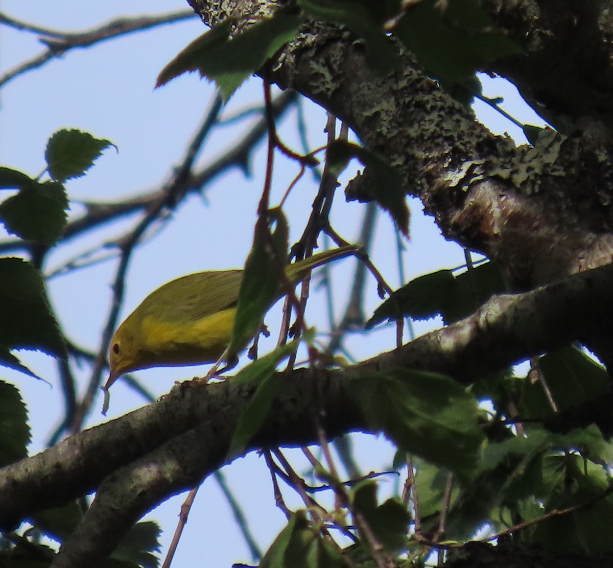 Wilson's Warbler - ML641165121