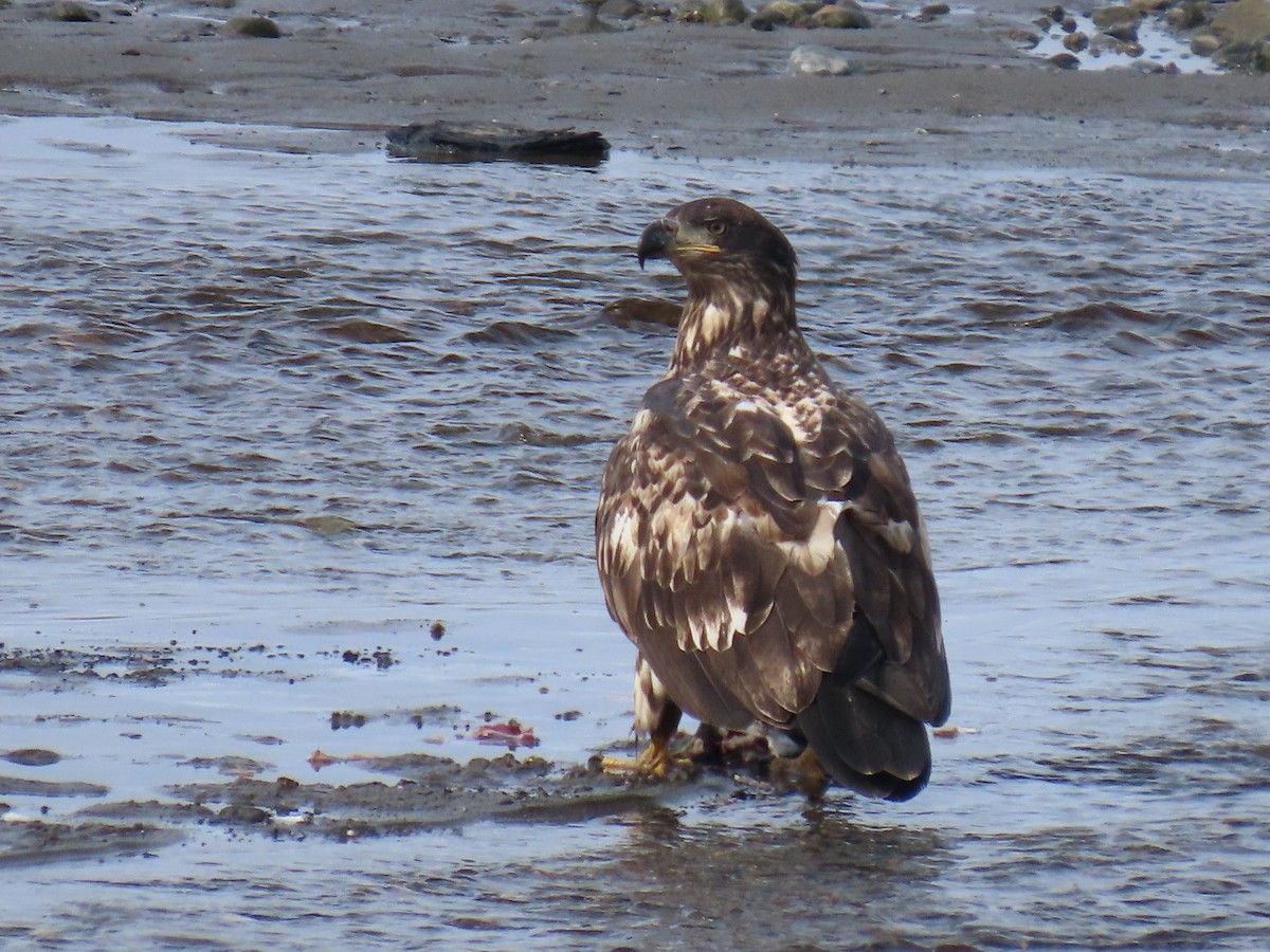 Bald Eagle - ML641165127