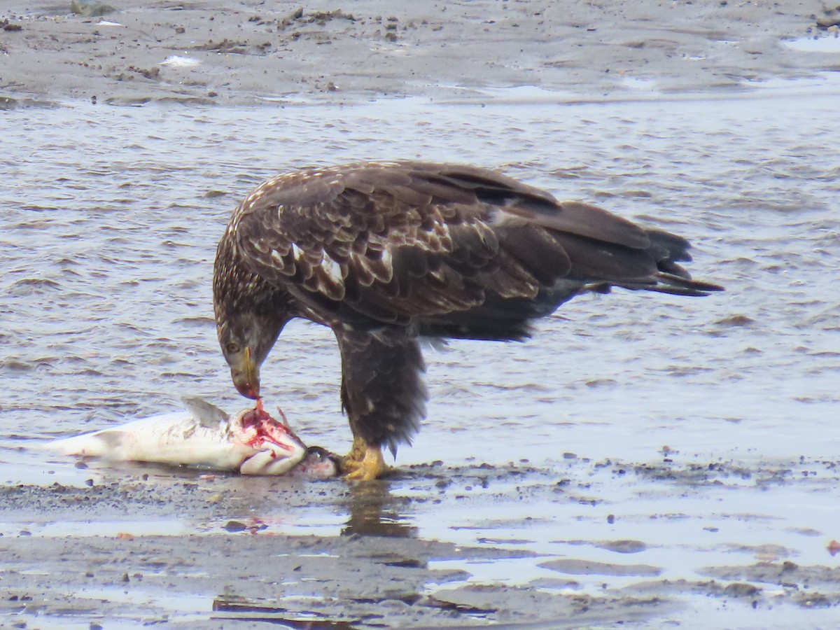 Bald Eagle - ML641165128