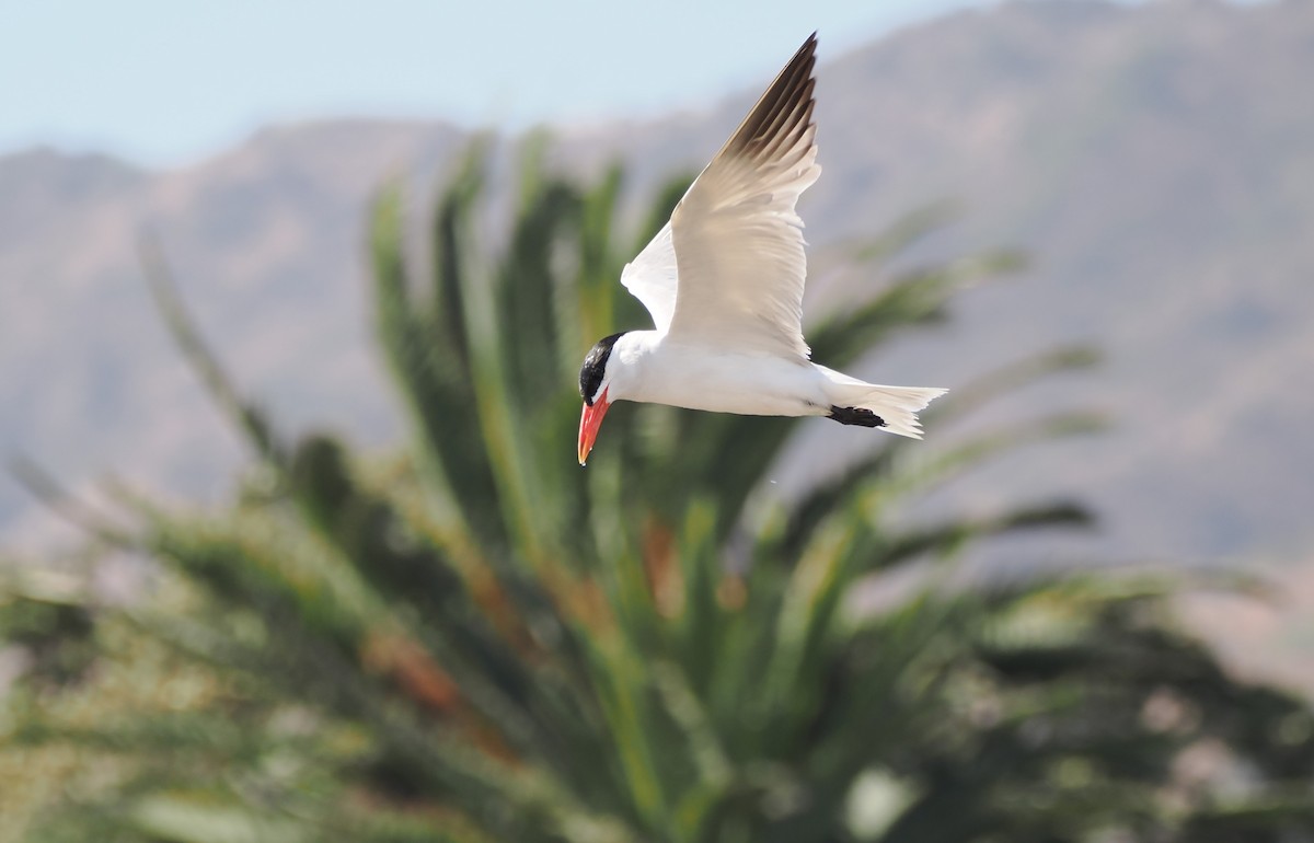 Raubseeschwalbe - ML641165129