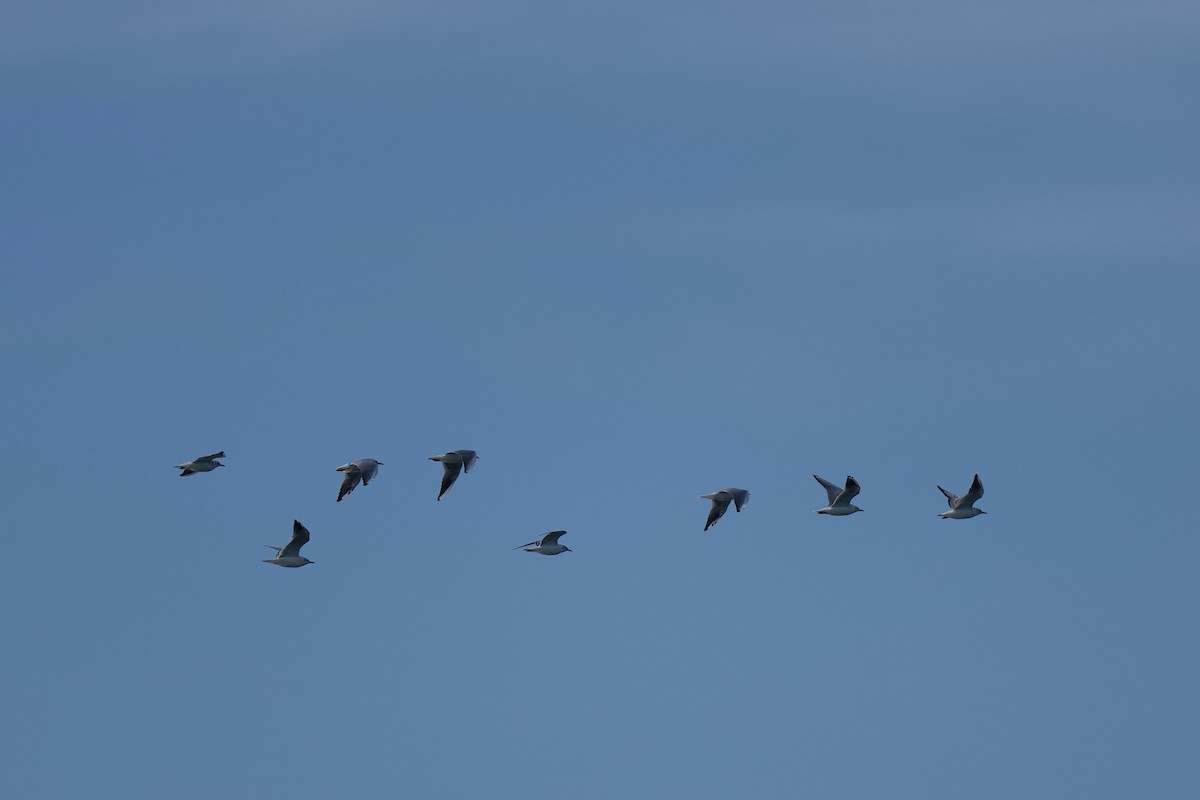 Gaviota Tridáctila - ML641165131