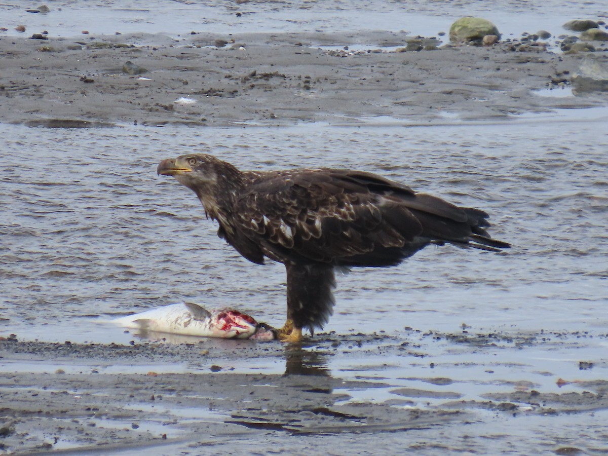 Bald Eagle - ML641165132