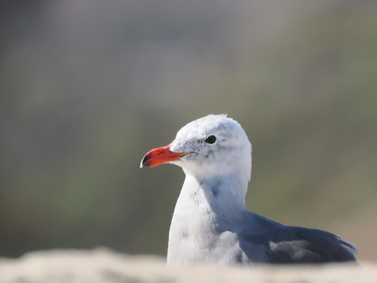 Heermannmöwe - ML641165146