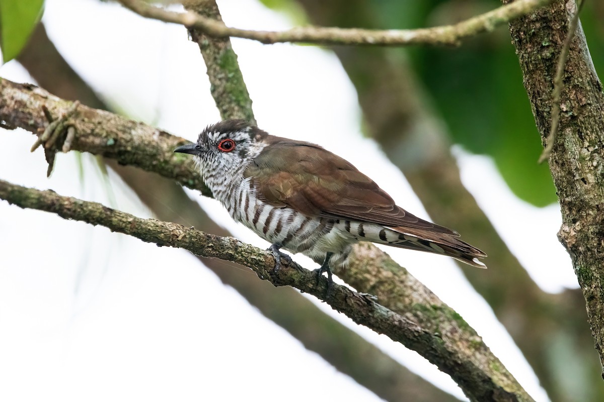 Little Bronze-Cuckoo - ML641165170