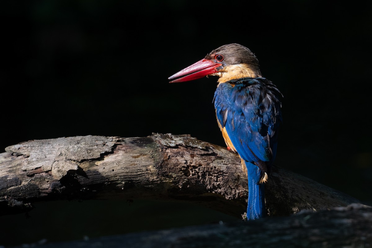 Stork-billed Kingfisher - ML641165217