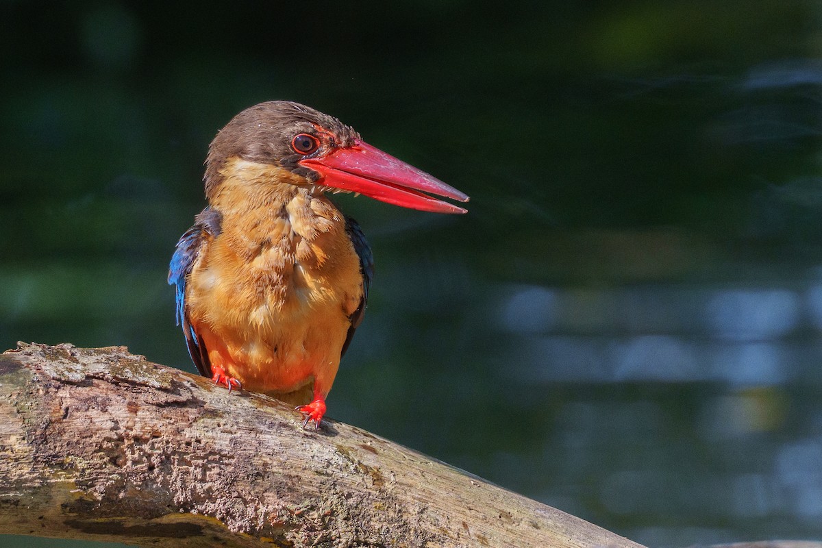 Stork-billed Kingfisher - ML641165218