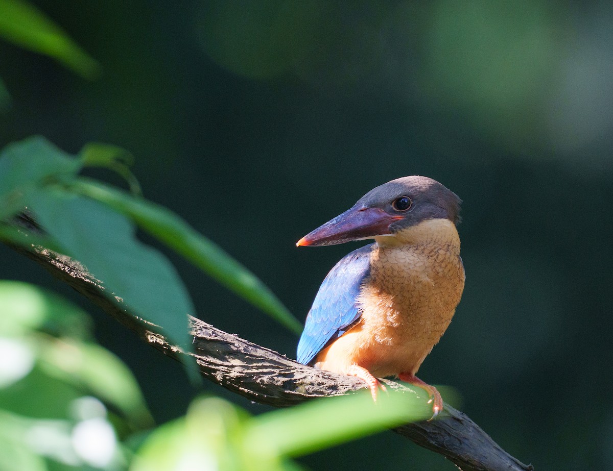 Stork-billed Kingfisher - ML641165219