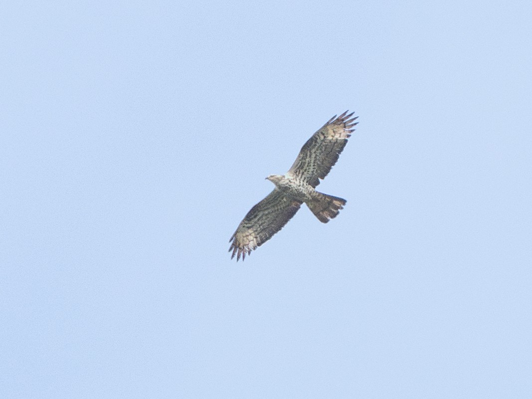 European Honey-buzzard - ML641165250