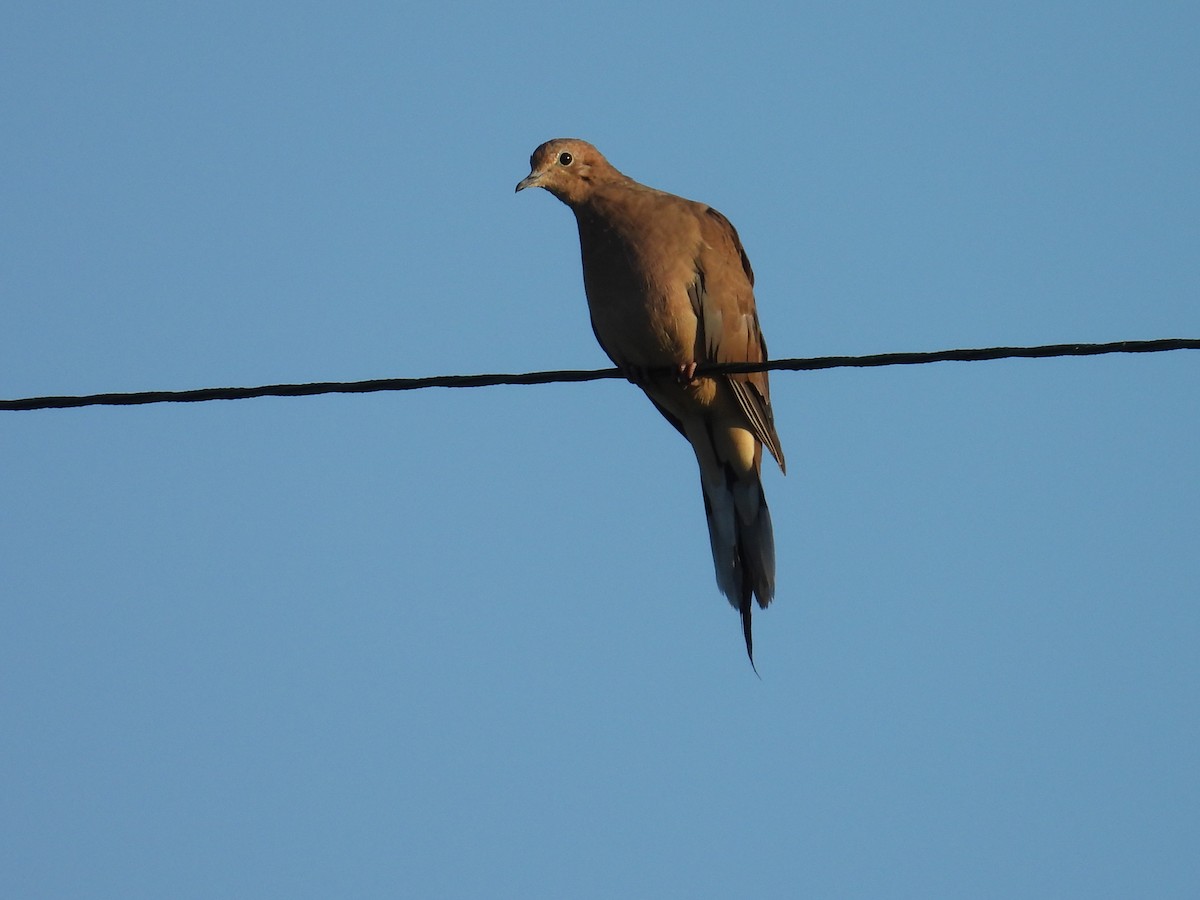 Mourning Dove - ML641165257