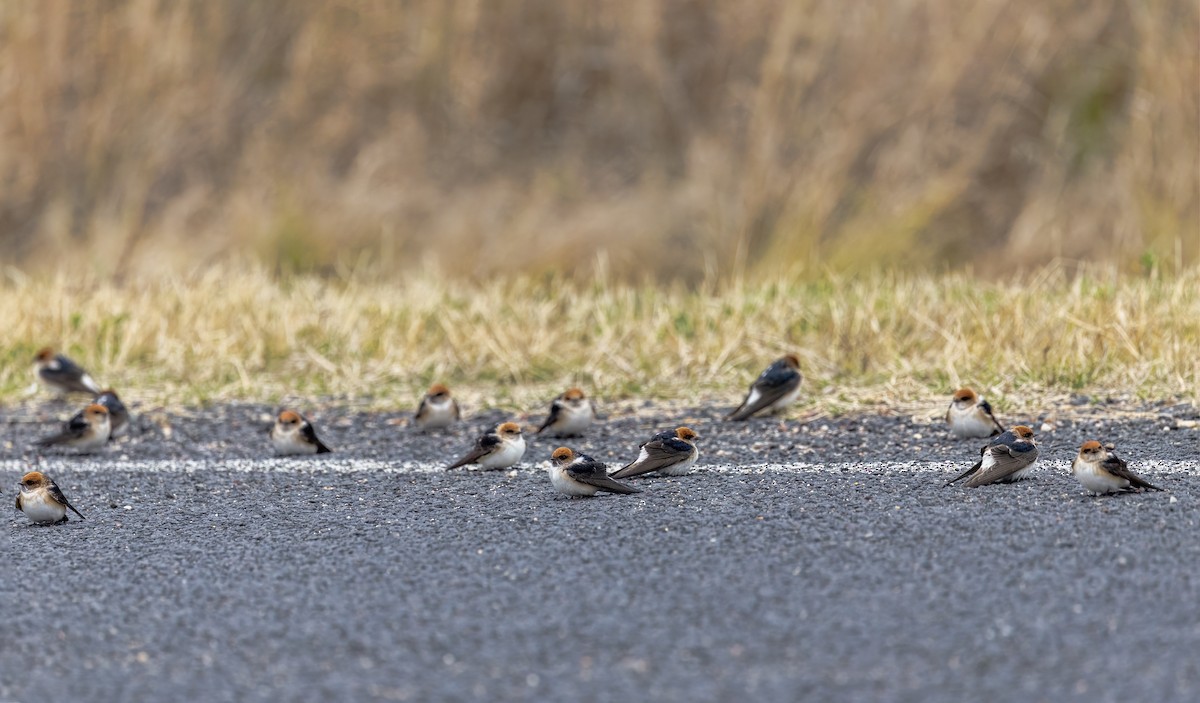 Fairy Martin - ML641165268