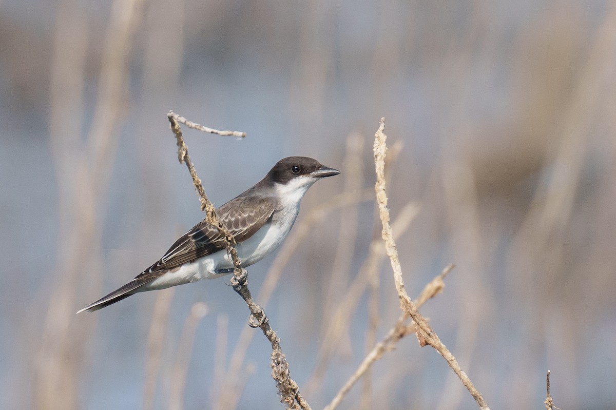 Eastern Kingbird - ML641165283