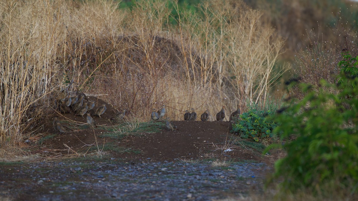 Gray Partridge - ML641165289