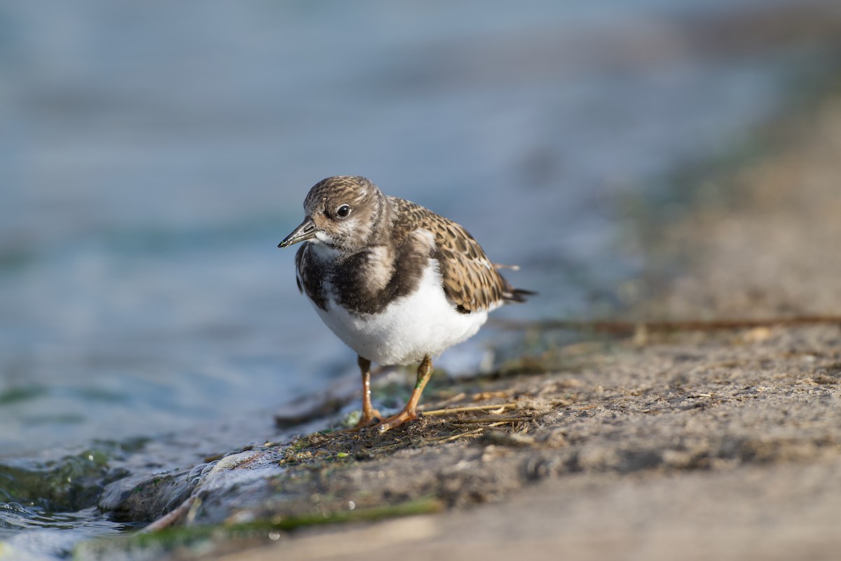 翻石鷸 - ML641165292