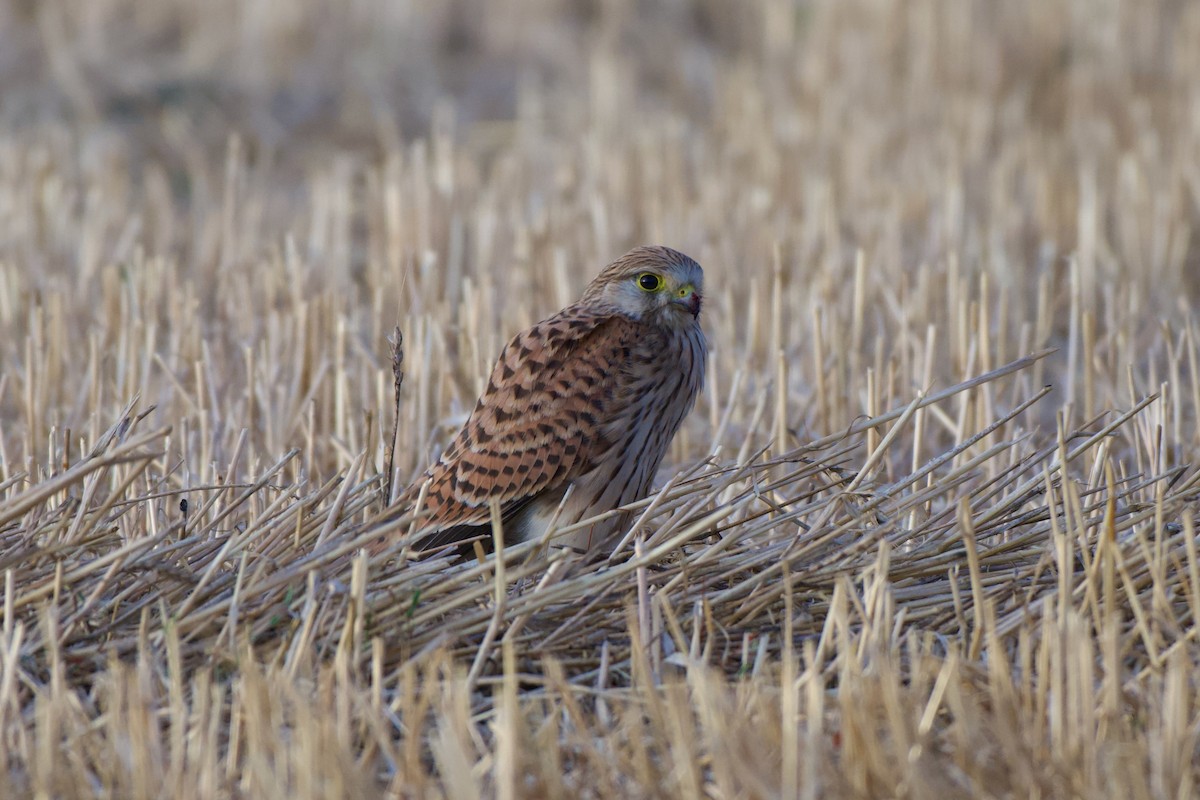 紅隼 - ML641165294