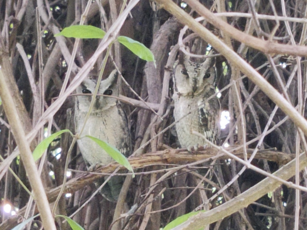 Indian Scops-Owl - ML641165300