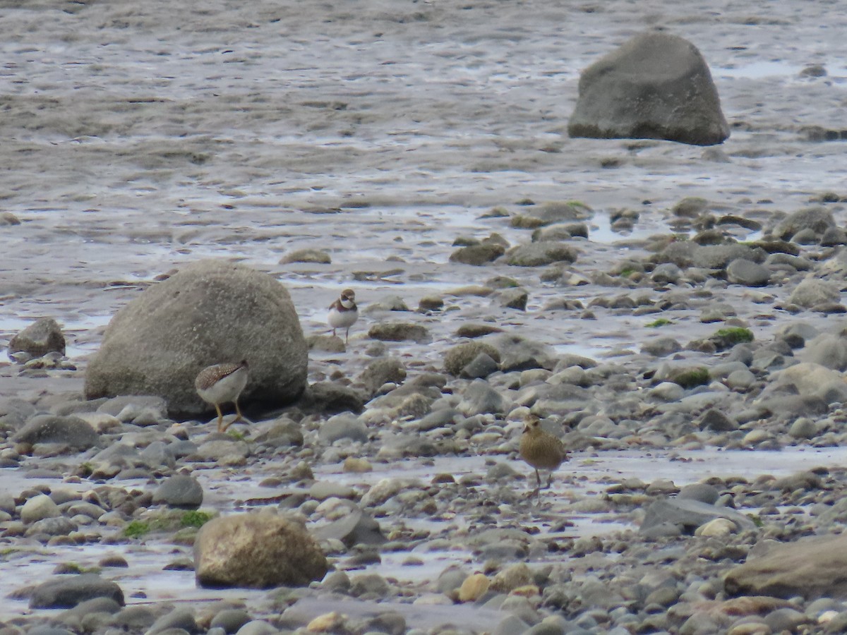 Semipalmated Plover - ML641165301