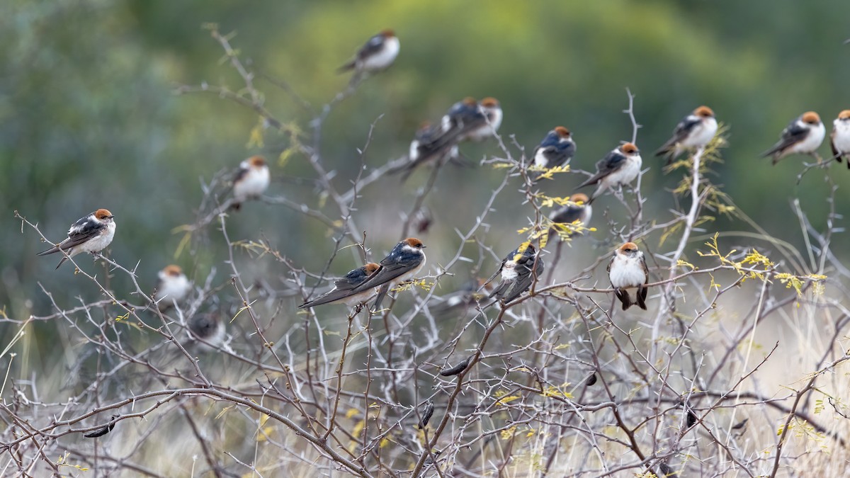 Fairy Martin - ML641165331