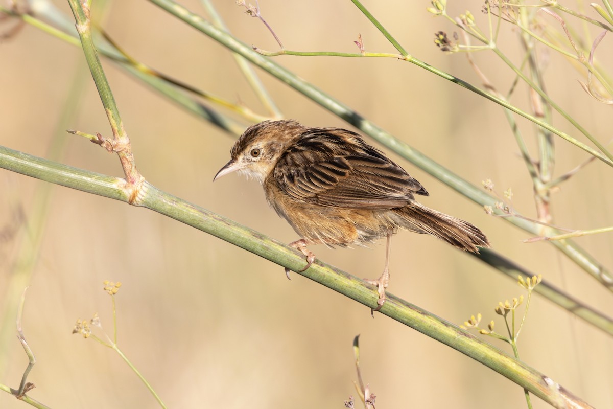 cistovník rákosníkový - ML641165345