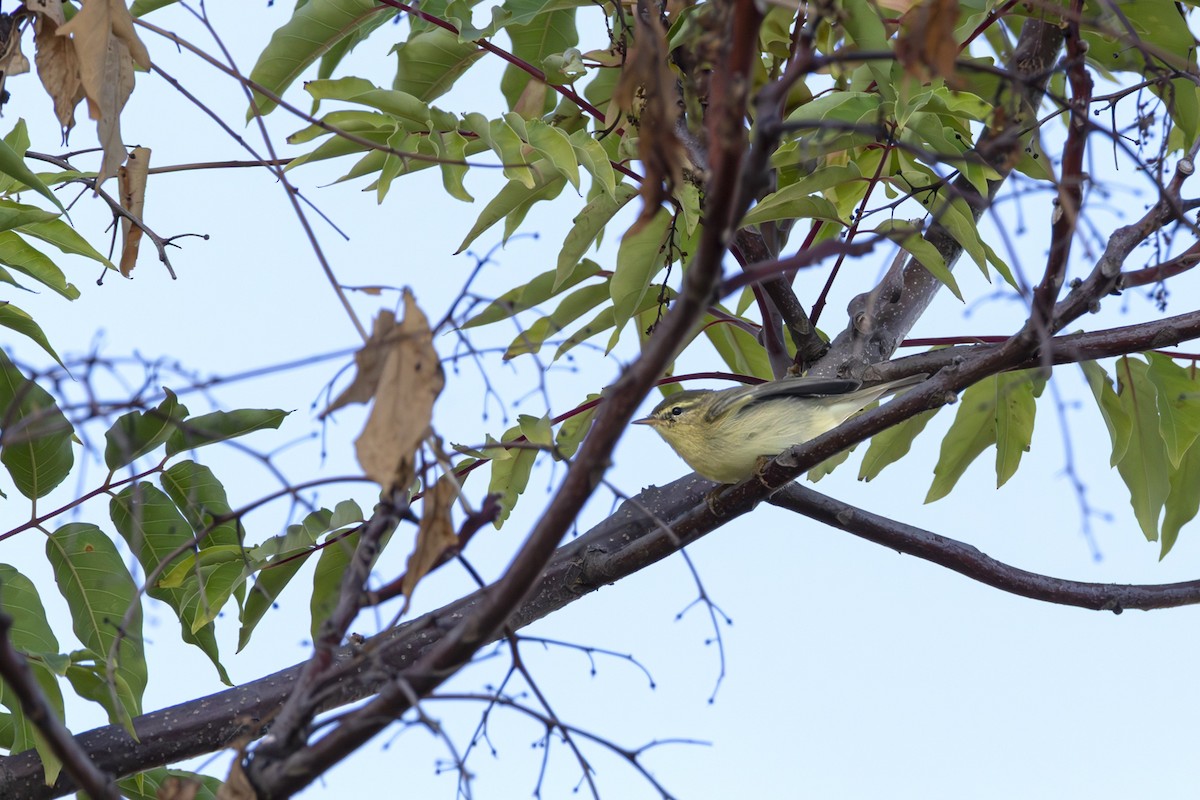 budníček větší - ML641165347