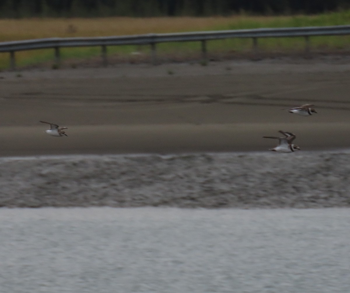 Semipalmated Plover - ML641165376