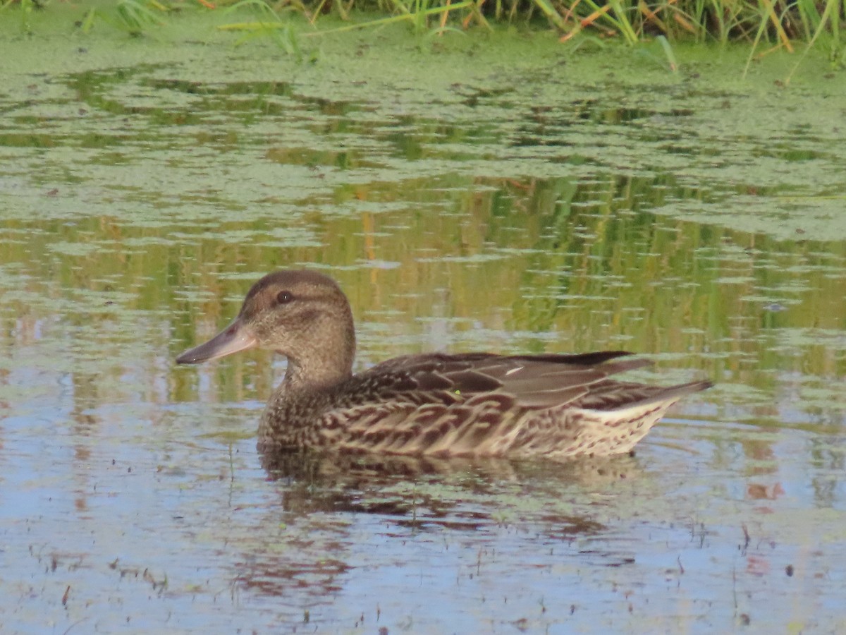 Green-winged Teal - ML641165380