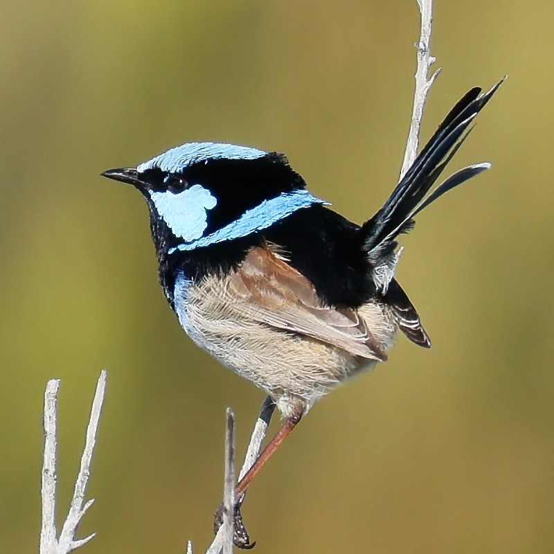 blåalvesmett - ML641165384