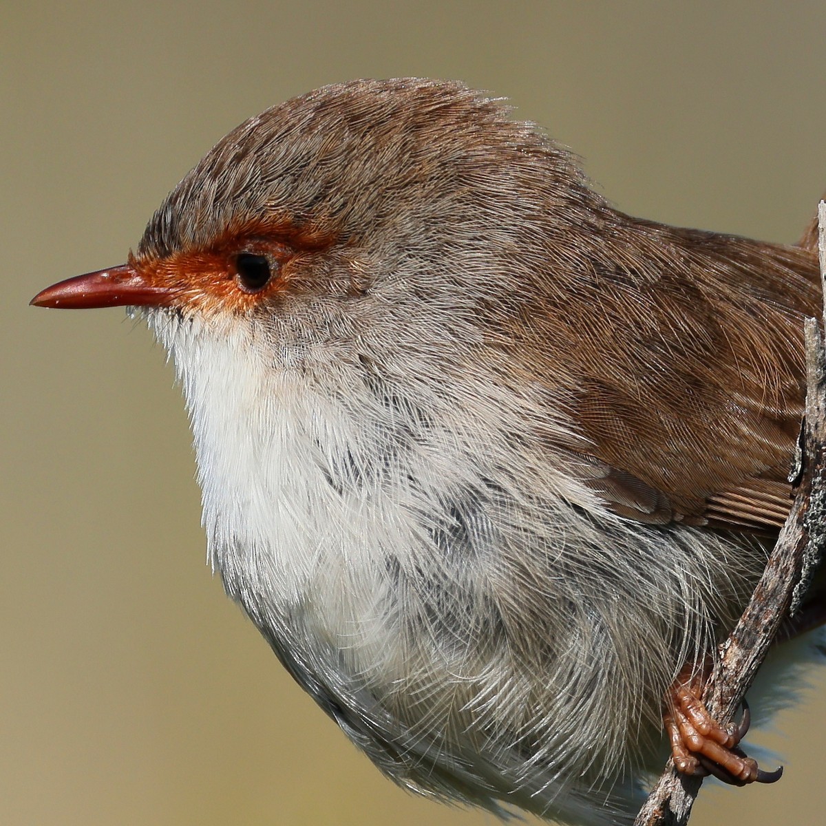 blåalvesmett - ML641165388