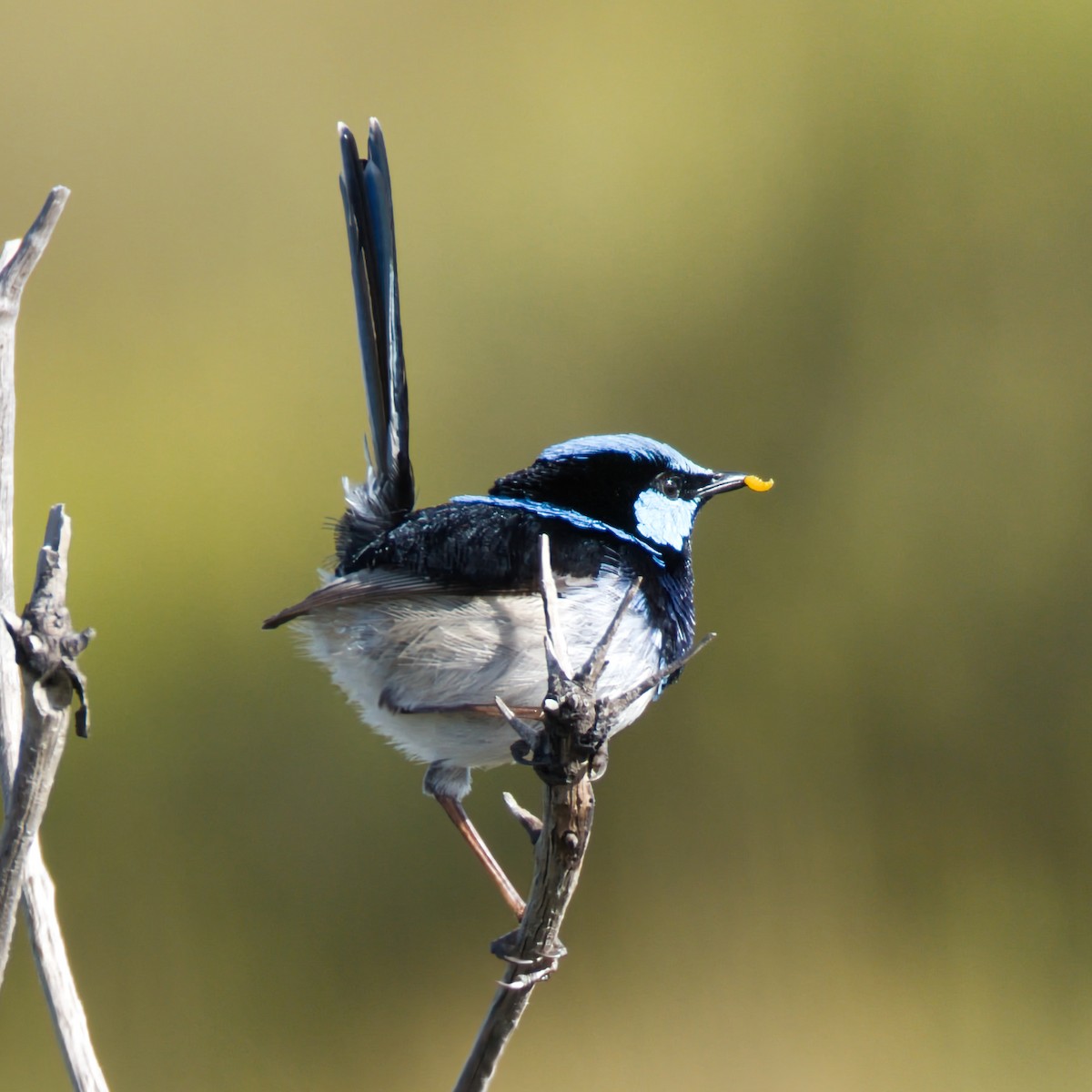 blåalvesmett - ML641165389