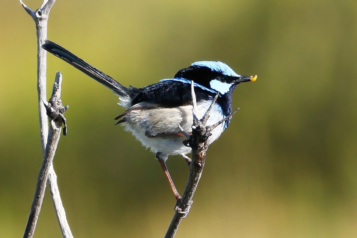 blåalvesmett - ML641165391