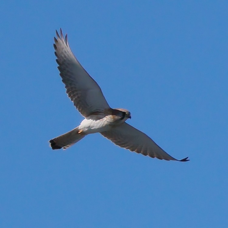 australiafalk - ML641165393