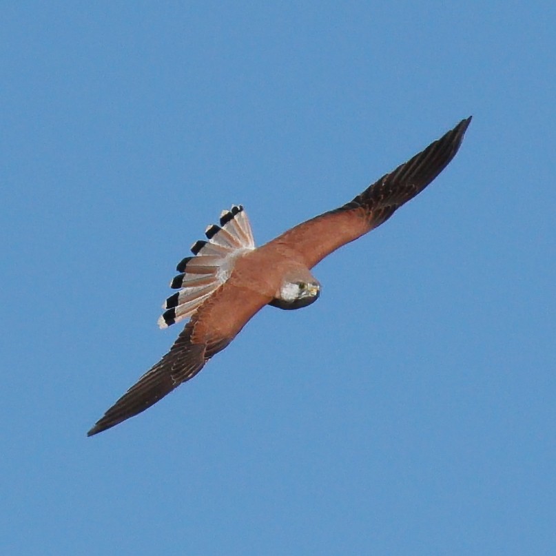 australiafalk - ML641165397