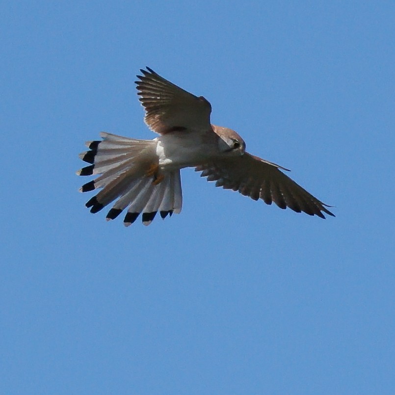 australiafalk - ML641165400