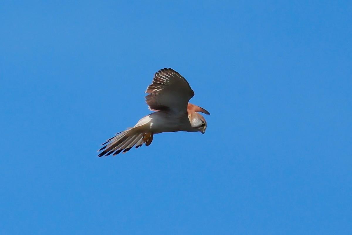 australiafalk - ML641165401