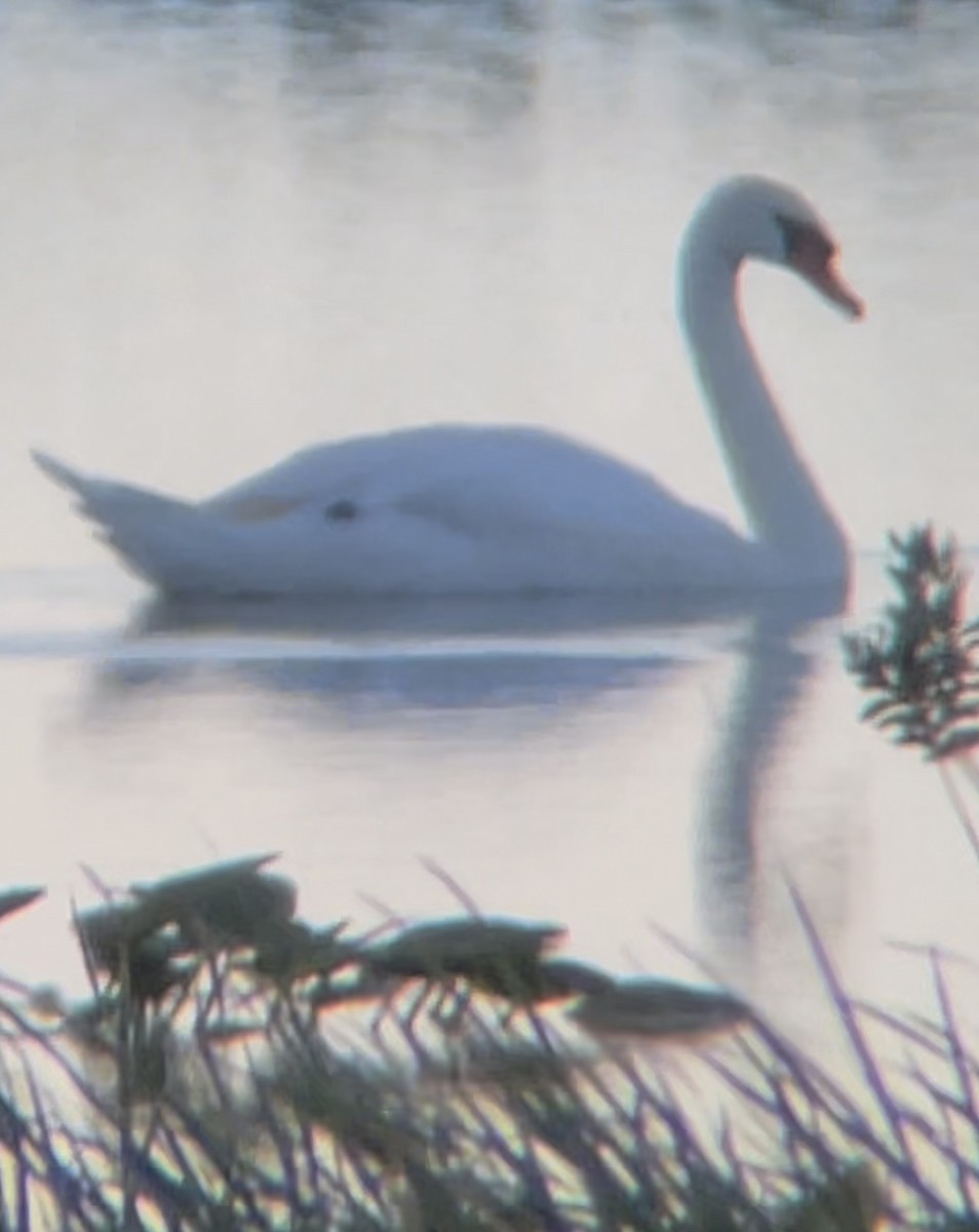 Cygne tuberculé - ML641165402