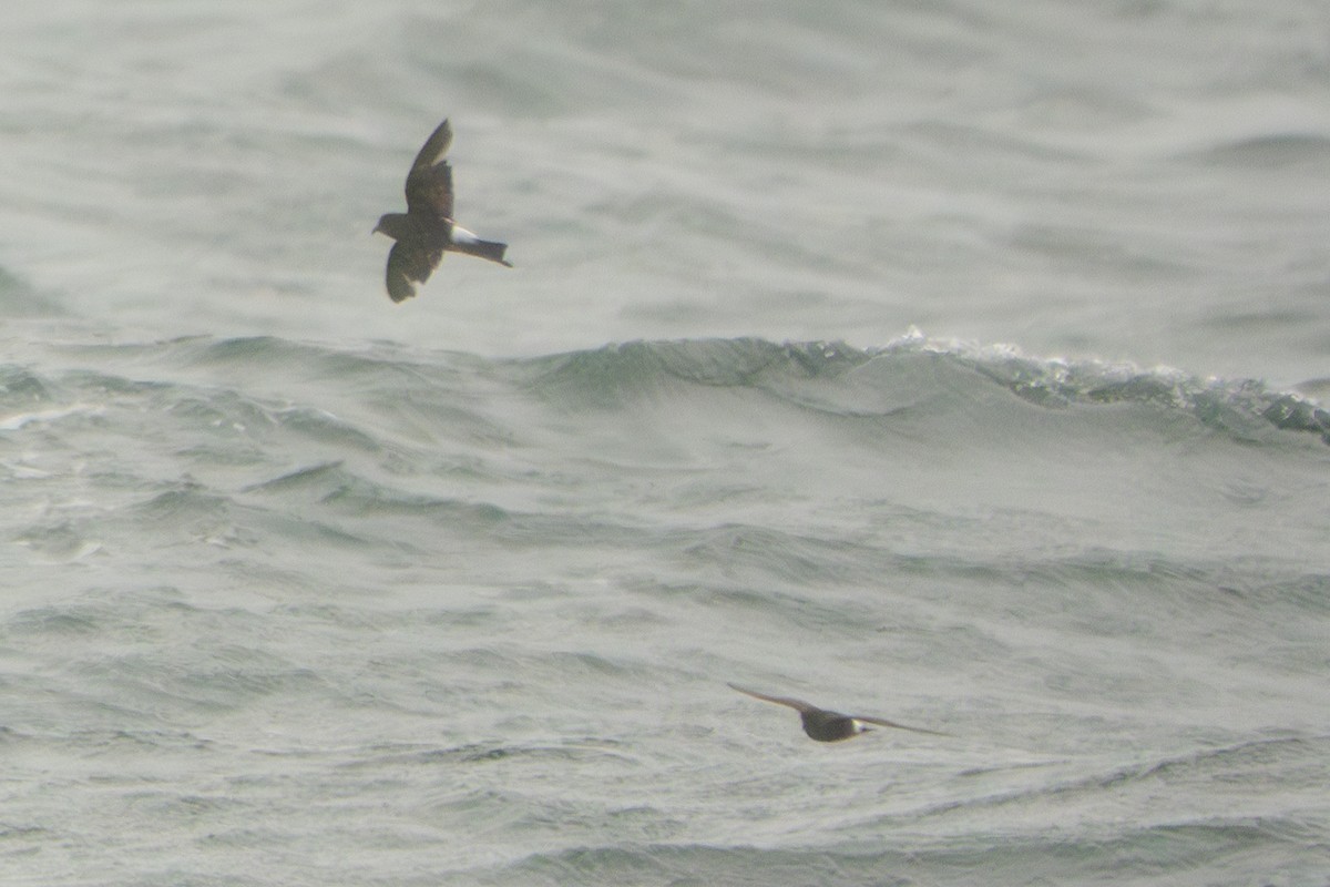 יסעורון וילסון - ML641165454