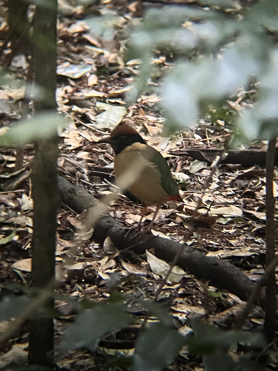 Noisy Pitta - ML641165459