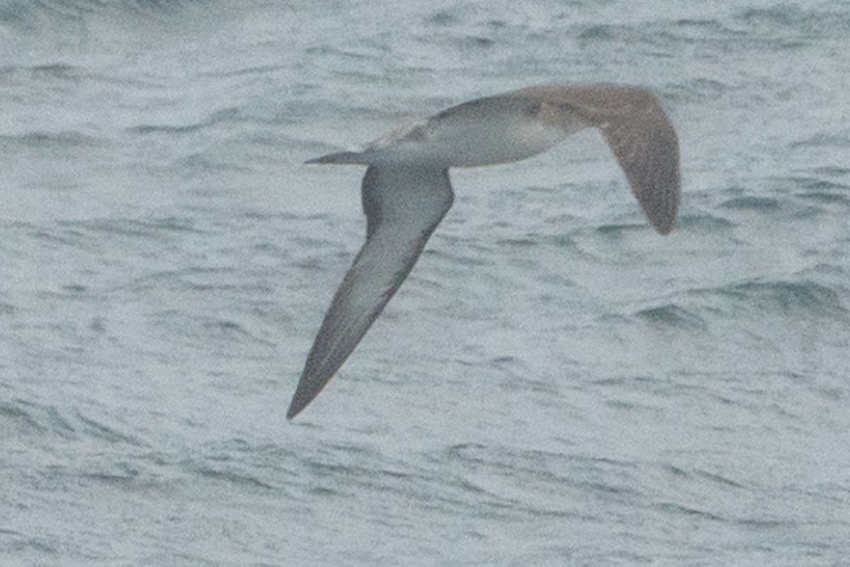 יסעור גדול - ML641165460