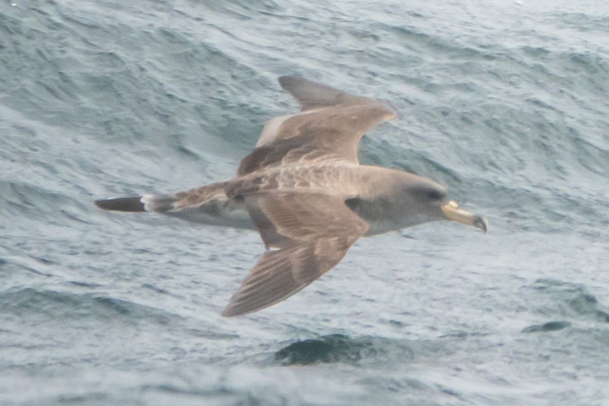 יסעור גדול - ML641165461