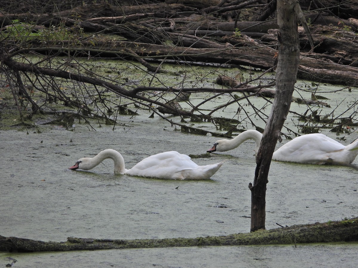 Cygne tuberculé - ML641165462