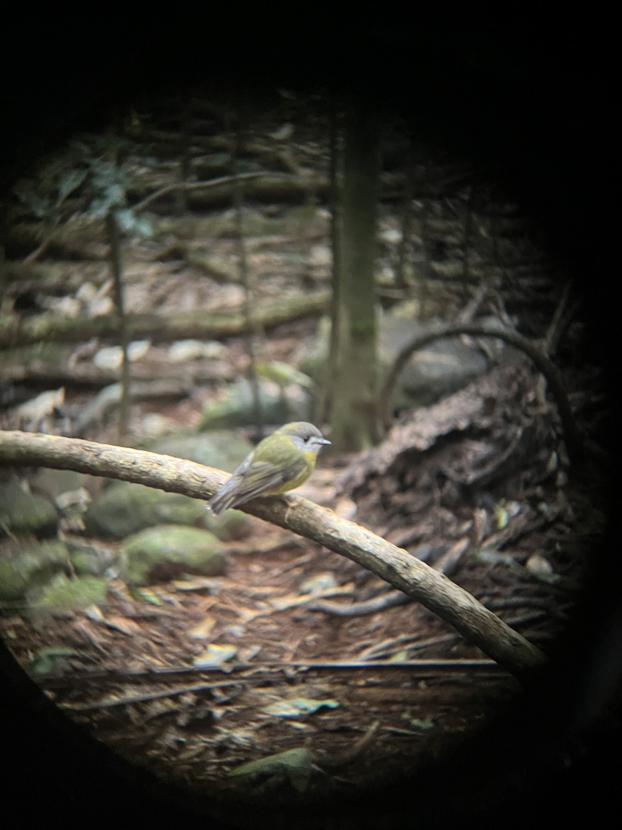 Pale-yellow Robin - ML641165464
