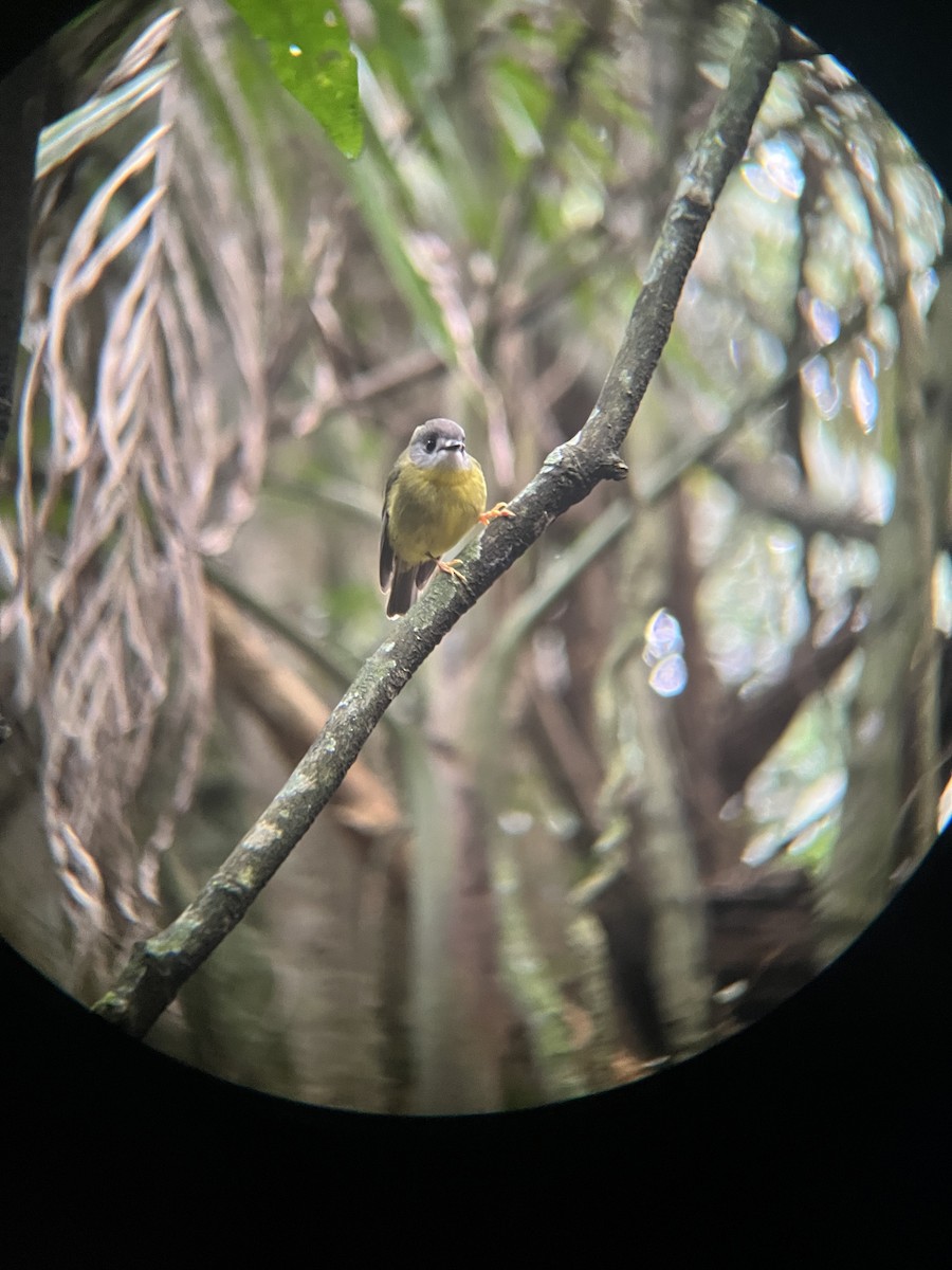 Pale-yellow Robin - ML641165465