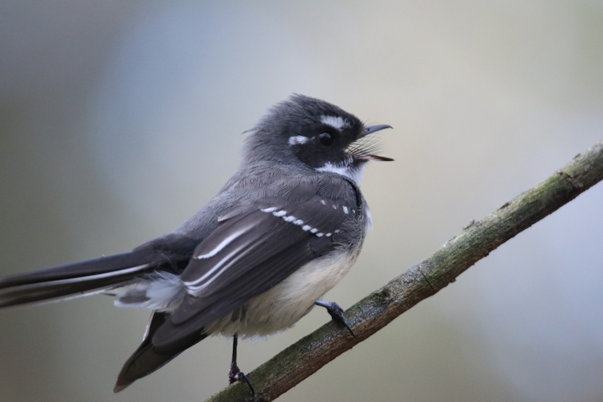 Gray Fantail - ML641165466