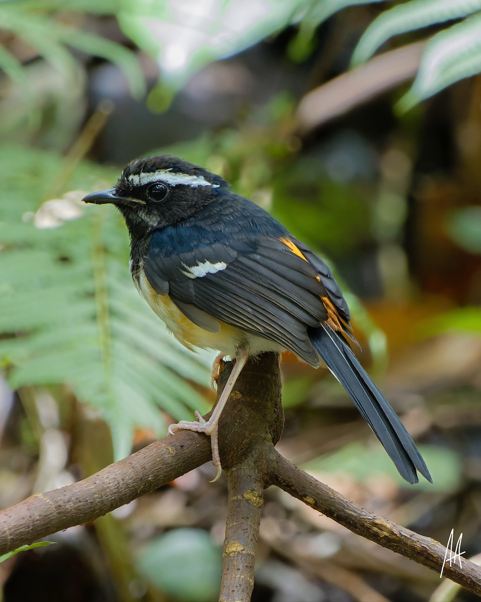 White-browed Shama - ML641165548