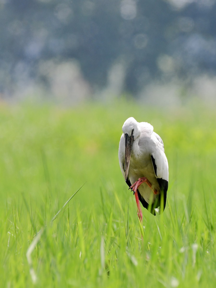 Asian Openbill - ML641165689