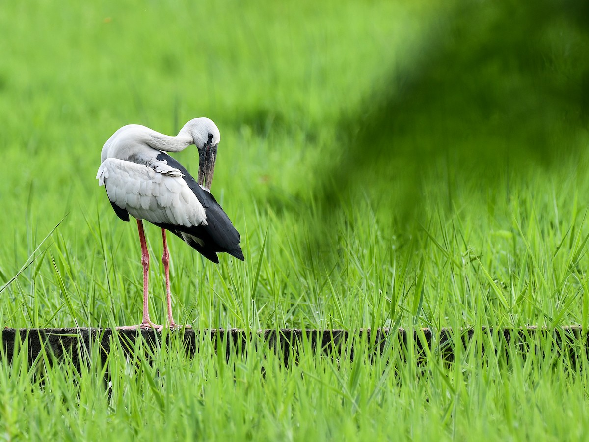 Asian Openbill - ML641165690
