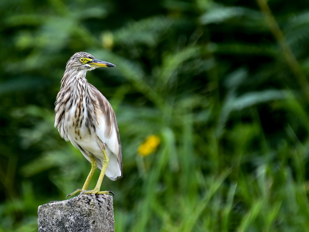 Indian Pond-Heron - ML641165694