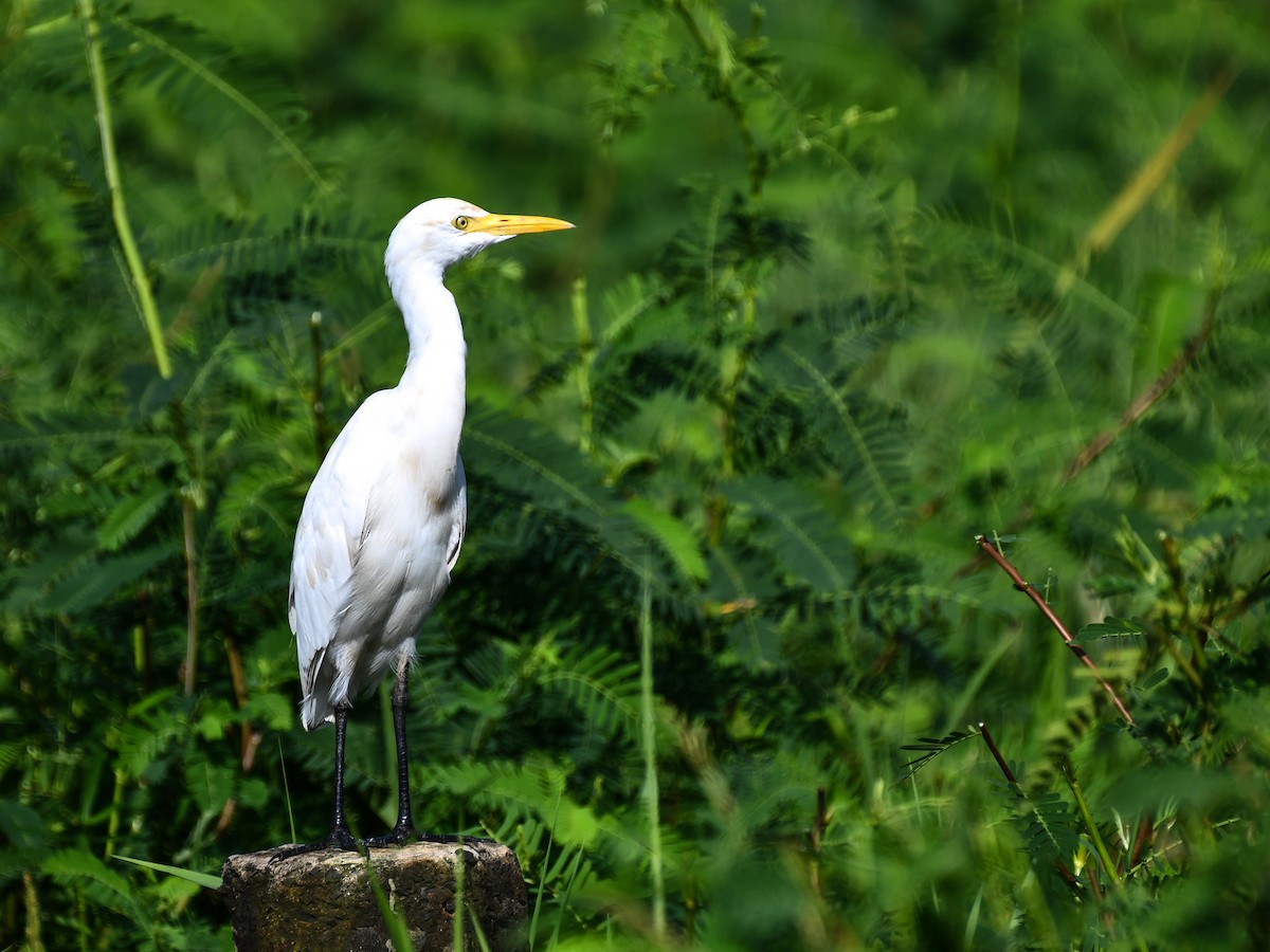 Eastern Cattle-Egret - ML641165700