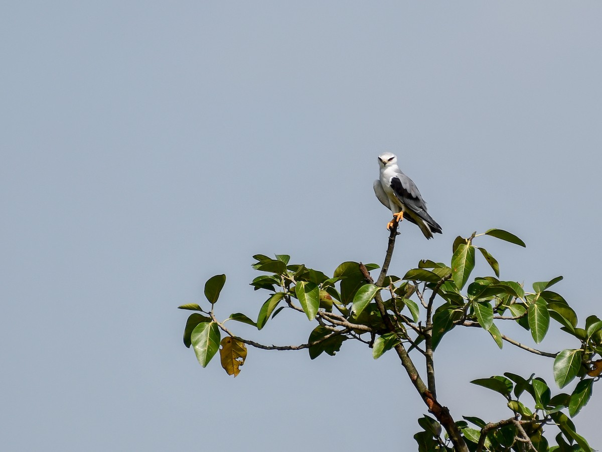 Black-winged Kite - ML641165701